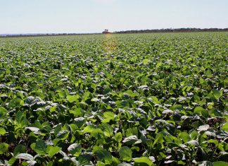 No Tocantins, o Agro se destaca e mostra força em 2020