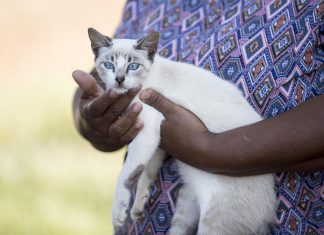 Cães e gatos da região Sul da Capital serão vacinados em ação pontual de imunização contra a raiva animal neste sábado, 19
