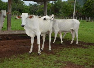 Vacina contra brucelose em bovídeas de 3 a 8 meses deve ser feita até 31 de dezembro