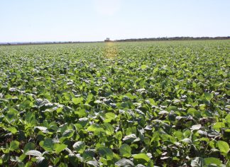 Cadastro de áreas cultivadas de soja deve ser feitos junto a Adapec até o próximo dia 22