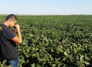 Prazo para cadastro das áreas produtoras de soja sequeiro é prorrogado para até 2 de fevereiro