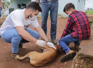 Vacinação Antirrábica: Animais da zona rural de Gurupi são os primeiros a serem vacinados
