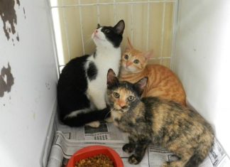 Cães e gatos da zona rural de Palmas começam a ser vacinados contra a raiva