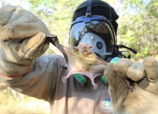 Adapec alerta produtores rurais para vacinação contra a raiva animal