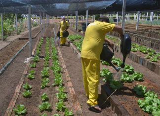Hortas garantem trabalho, melhorias estruturais, melhor alimentação e remição para presos em Unidades Penais do Tocantins