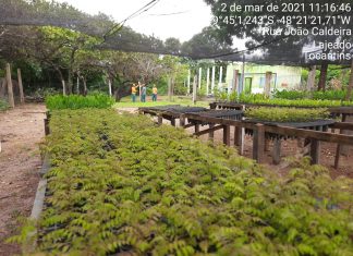 Viveiro da APA de Lajeado estima produzir 16 mil mudas este ano