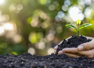 Produção de mudas visa restauração da vegetação nativa e conservação do solo