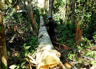 Área sob alerta de desmatamento na Amazônia Legal foi a maior em junho desde 2016, aponta Inpe