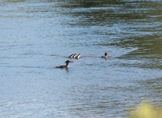 Estudo encontra filhotes de pato-mergulhão, uma das aves mais raras do mundo, no Jalapão