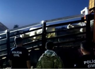 Polícia Civil recupera quase 150 cabeças de gado que teriam sido furtadas por filho de fazendeiro
