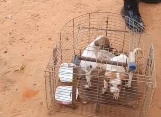Filhotes de cachorro são encontrados presos em gaiola de passarinhos após denúncia de maus-tratos