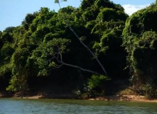 Fiscais encontram áreas desmatadas na maior ilha de água doce do mundo