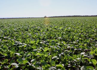 Vazio sanitário da soja começa nesta quinta-feira (1º) e segue até o fim de setembro no Tocantins