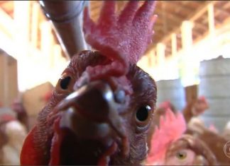 Três são indiciados pelo furto de 13 galinhas e duas bicicletas no interior do Tocantins