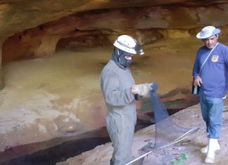 Morcegos-vampiros são capturados após ataques a indígenas em aldeia do Tocantins