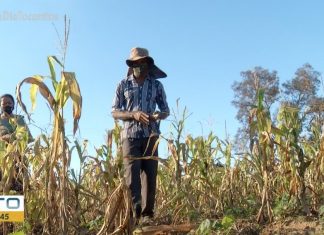 Falta de água prejudica plantações e agricultores de assentamento temem prejuízos