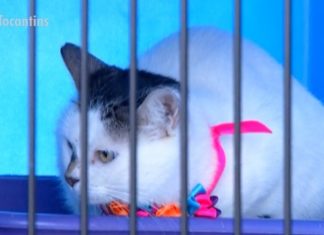 Feira de adoção busca um lar para gatinhos resgatados das ruas em Palmas