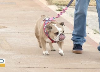 Lei obriga tutores a limpar fezes de animais de estimação em parques e praças de Palmas