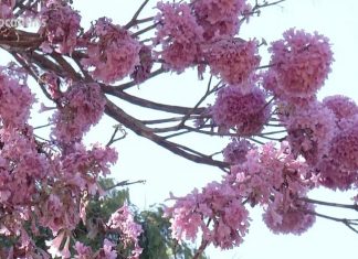 Em meio ao tempo seco, ipês florescem e embelezam avenidas de Palmas
