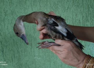 Filhote de pato é resgatado após fugir de cativeiro e ser encontrado vagando por rua em Brejinho de Nazaré