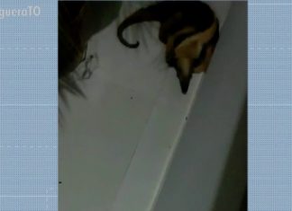 Moradora ouve barulho e acorda de madrugada com tamanduá-bandeira dentro de casa