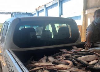 Fiscais encontram 4,5 toneladas de peixes em empresa clandestina de Palmas