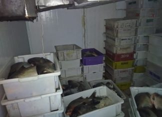 Fiscais encontram peixaria clandestina com cinco toneladas de pescado em condições precárias
