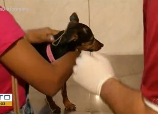 Gurupi intensifica ações de combate à leishmaniose após município registrar mais de 700 animais infectados em 2021