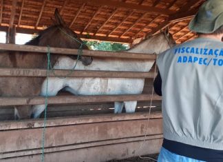 Cavalo será sacrificado após diagnóstico de mormo; esse é o 17º caso da doença no TO
