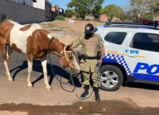 Homem é preso após furtar égua avaliada em R$ 15 mil e tentar fugir montado no animal