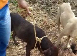 Cadela morre e dois cães são resgatados após passarem uma semana sem água e comida em casa