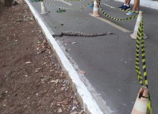 Jiboia fica com rabo de iguana pra fora da boca ao tentar devorá-la em parque de Palmas; veja o vídeo