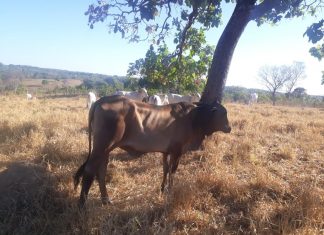 Gado furtado é encontrado horas após o crime quando suspeito tentava leiloar os animais