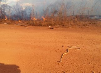 Queimada destrói área de mata às margens de rodovia e cobra é flagrada fugindo de incêndio; Veja o vídeo