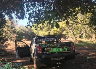 Faixas irregulares são retiradas por fiscais da prefeitura em canteiros de Palmas