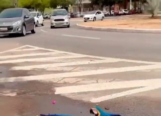 Casal de araras toma água em meio a rotatória movimentada no centro de Palmas; Veja o vídeo