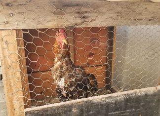 Governador do TO sanciona lei que proíbe rinhas de cães e galos