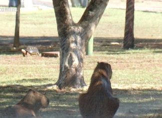Estiagem faz capivaras saírem de parque e ‘passearem’ por quadras de Palmas em busca de comida