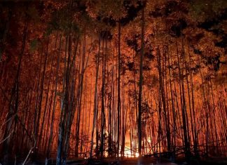 Cerrado tem a maior área sob alerta de desmatamento para agosto desde 2018, aponta Inpe