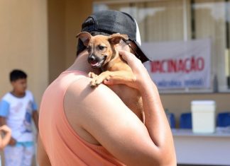 Palmas terá dia de vacinação contra raiva para atingir meta de imunização em cães e gatos