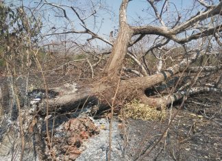 Equipe percorre fazendas para avaliar danos após incêndio que durou mais de 48h em Talismã