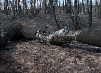 Dia Nacional do Cerrado: bioma já perdeu 50% da vegetação original e pesquisadoras alertam para aumento do desmate e do fogo