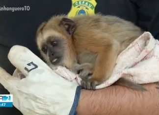 Filhote de macaco fica órfão após ser perder da mãe durante queimada