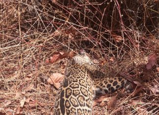 Onça-pintada é encontrada morta com patas e orelhas queimadas no sul do Tocantins; fotos