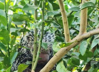 Porco-espinho é resgatado em quintal de casa em Gurupi; VÍDEO