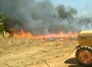 Brigadistas estão há três dias combatendo incêndio em Talismã; fogo teria começado após pé de buriti atingir rede elétrica