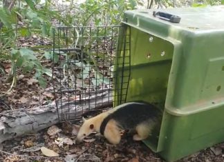 Tocantins abre cadastro de propriedades rurais para soltura de animais silvestres