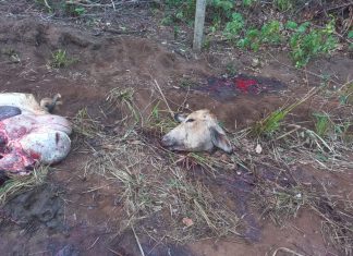 Vaca comprada há menos de um mês é morta e toda a carne é furtada em chácara de Porto Nacional