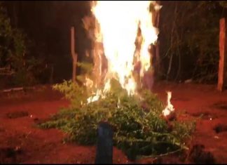 Polícia Civil descobre plantação de maconha sendo cultivada nos fundos de fazenda
