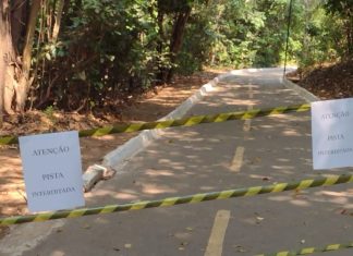 Árvore com enxame de abelhas cai em pista do parque Cesamar e trecho da via é interditado